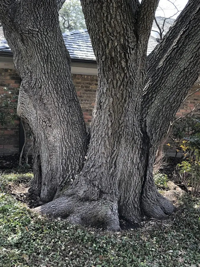 Mature heritage tree close to a Redford property cared for by certified arborists